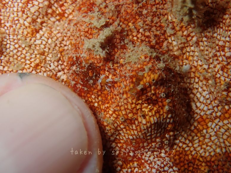 レッドビーチの通称オレンジトラパニアことツガルウミウシ属の一種3