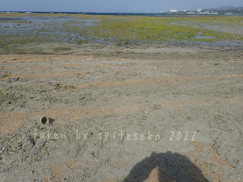 2022/3/6現在、沖縄恩納村マリブビーチ西端の軽石状況