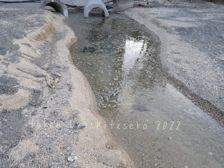 2022/3/16現在、沖縄恩納村マリブビーチ東端の川の軽石状況